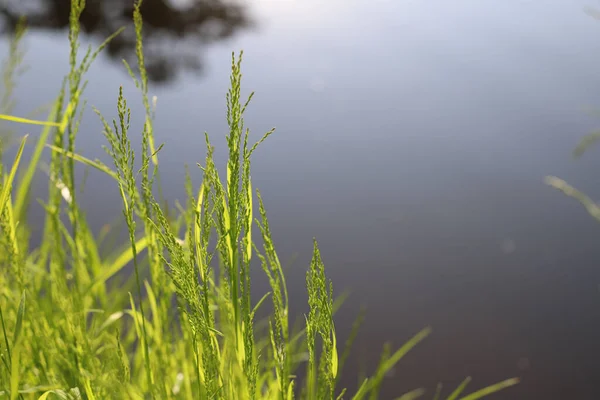 Leuchtend Saftig Hellgrünes Gras Durch Das Die Sommersonne Flussufer Für — Stockfoto