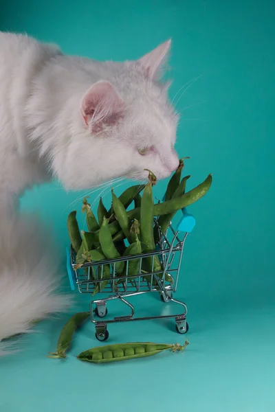 white fluffy domestic cat with green eyes chooses delicious young summer green peas in a peel in a shopping cart