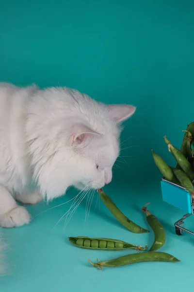 연두색 고양이가 카트의 껍질에서 맛있는 여름푸른 완두콩을 — 스톡 사진