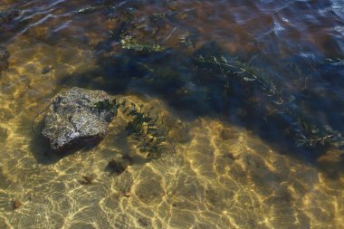Alglerin ortasında bir taş ve üzerinde güneşin parlaklığı olan kumlu altın rengi suyun üzerindeki dalgalanmalar. doku ve arka plan. Broşürler, afişler, sıçrama ekranları ve daha fazlası için