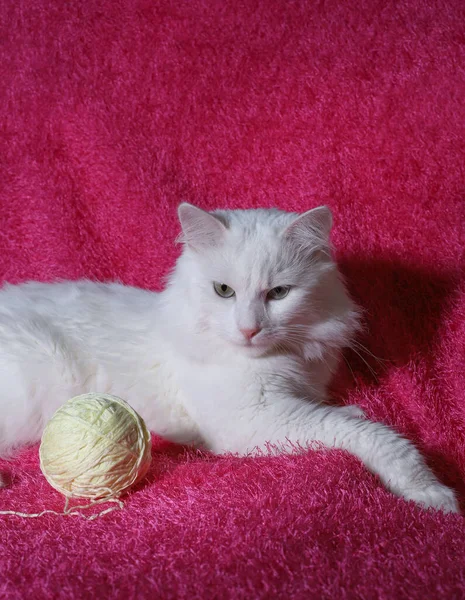 Biały Domowy Długowłosy Puszysty Kot Zielonymi Oczami Różowym Nosem Leży — Zdjęcie stockowe