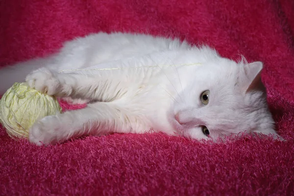 Білий Вітчизняний Довгошерстий Пухнастий Кіт Зеленими Очима Рожевий Ніс Лежить — стокове фото