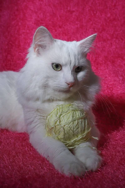 Білий Вітчизняний Довгошерстий Пухнастий Кіт Зеленими Очима Рожевий Ніс Лежить — стокове фото