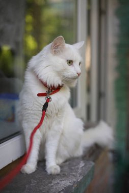 Beyaz tüylü, uzun saçlı, yeşil gözlü, pembe burunlu evcil bir kedi balkonda yürüyor. Kırmızı tasmalı bir kedi.