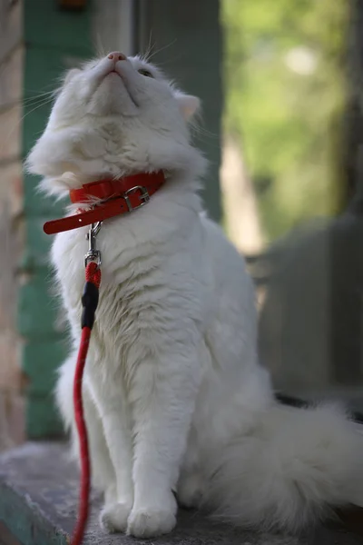 Biały Puszysty Długowłosy Kot Domowy Zielonymi Oczami Różowym Nosem Spaceruje — Zdjęcie stockowe