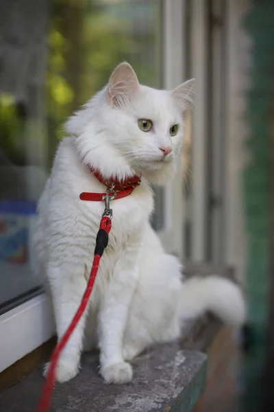 Біла Пухнаста Довгошерста Домашня Кішка Зеленими Очима Рожевий Ніс Гуляє — стокове фото