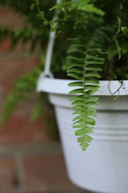 Güzel yeşil eğrelti otu kırmızı tuğlalı arka planda beyaz bir tencerede
