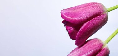 Beyaz arka plandaki taç yapraklarına su damlaları damlayan mor laleler.