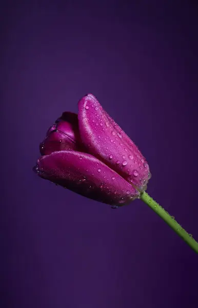 purple tulips with water drops on the petals on a purple background