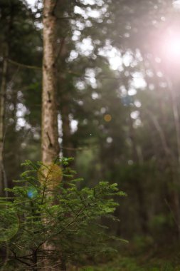 Yoğun ladin vahşi ormanı. ekoloji