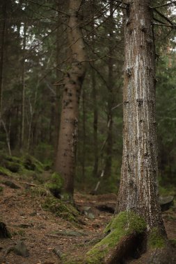 Yoğun ladin vahşi ormanı. ekoloji