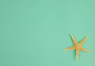 Yumuşak yeşil-mavi bir zemin üzerinde denizyıldızı