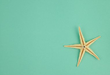 Yumuşak yeşil-mavi bir zemin üzerinde denizyıldızı