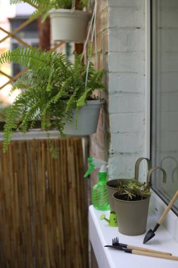 Çiçek saksılarıyla balkona çiçek dikmek. Yakınlarda beyaz bir pencere eşiğinde saksılar ve bahçe aletleri var..