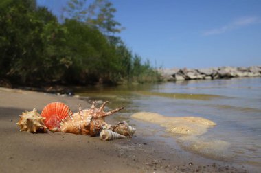 Deniz kıyısındaki kumlu sahilde birkaç farklı deniz kabuğu. yaz