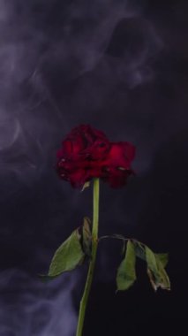 Koyu bir arka planda kırmızı bir gül ve etrafında duman dalgaları. 