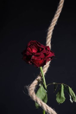 Koyu arkaplanda solmuş kırmızı bir gül ve etrafında bir ip var.
