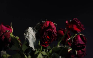 Siyah arka planda solmuş kırmızı güller
