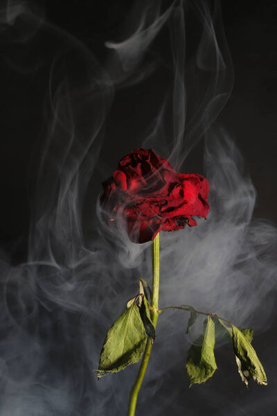 красная высохшая роза на темном фоне, дым вокруг нее