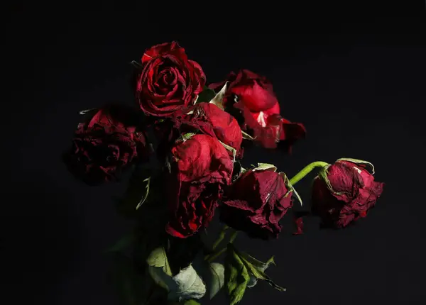 stock image wilted red roses on a black background