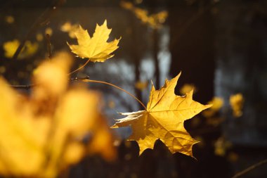 Sonbahar. Sarı sonbahar yaprakları güneşte