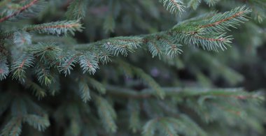 Orman geçmişi. İğneli ladin dalları
