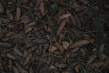 Islak köknar kozalakları ve Noel ağacı iğnelerinin arka planı