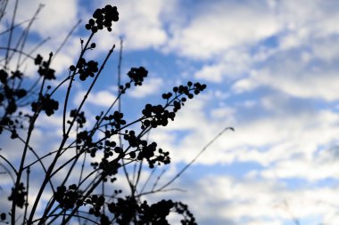 Bitkilerin siluetleri bulutlu mavi gökyüzünün arka planına karşı