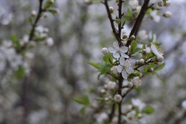 Bahar kirazı ve kayısı çiçeği. Bahar zamanı