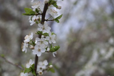 Bahar kirazı ve kayısı çiçeği. Bahar zamanı