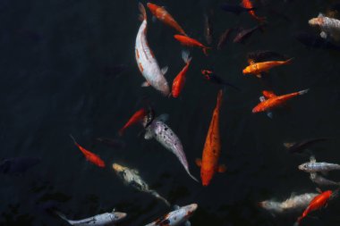 Süslü koi sazan balığı çeşitleri. Suda farklı renklerde bir sürü balık var.
