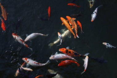 Süslü koi sazan balığı çeşitleri. Suda farklı renklerde bir sürü balık var.