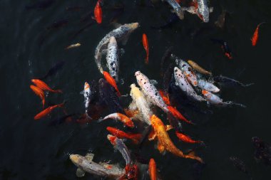 Süslü koi sazan balığı çeşitleri. Suda farklı renklerde bir sürü balık var.