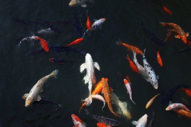 Süslü koi sazan balığı çeşitleri. Suda farklı renklerde bir sürü balık var.