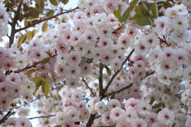 beyaz pembe sakura çiçekleri. bahar çiçekleri