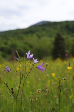 Peyzaj. Yeşil dağların arka planında yabani çiçekler