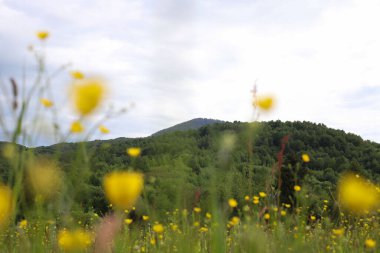 Peyzaj. Yeşil dağların arka planında yabani çiçekler