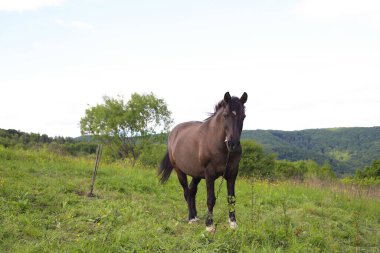 Boynunda çan olan kahverengi bir at bir tarlada otluyor.