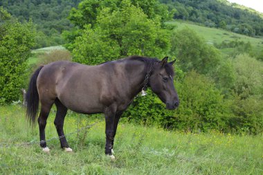 Boynunda çan olan kahverengi bir at bir tarlada otluyor.