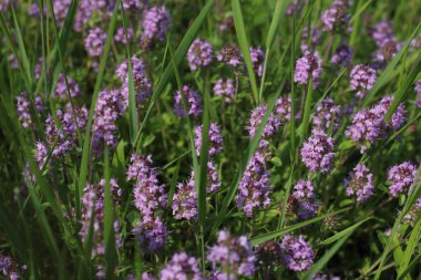 Tedavi amaçlı kekik tarlada mor çiçeklerle çiçek açar.