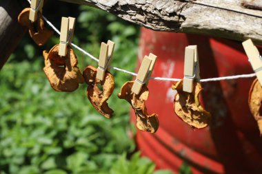 Güneşte elma kurutmak. Kurumuş elmalar bir ipe ve mandallara tutunur.