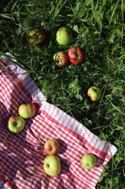 Olgun elmalar yeşil çimenlerde yatar