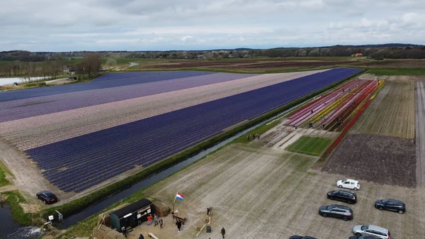 Hollanda 'daki renkli lale tarlası ve renkli lale çiçeklerinin havadan görünüşü.