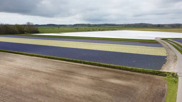 İlkbahar tarlalarında lale tarlası olan hava manzarası