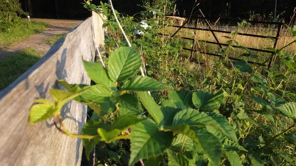 Güzel botanik fotoğrafı, doğal duvar kağıdı.