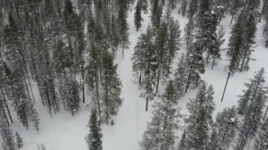 Karla kaplı bir ormandaki insanlar.