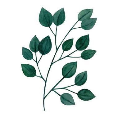 Suluboya tasarım elementleri yeşil yaprakların toplanması, yeşillik sanat yaprakları doğal bitkiler suluboya tarzında. Dekoratif güzellik tasarımı için zarif bir illüstrasyon