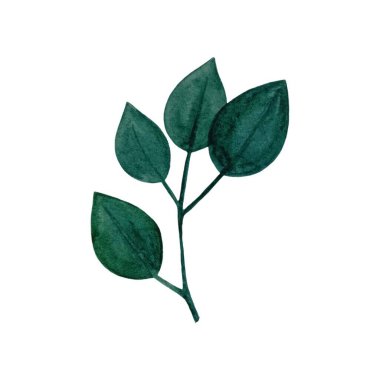 Suluboya tasarım elementleri yeşil yaprakların toplanması, yeşillik sanat yaprakları doğal bitkiler suluboya tarzında. Dekoratif güzellik tasarımı için zarif bir illüstrasyon