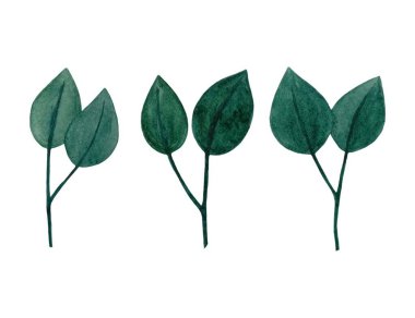 Suluboya tasarım elementleri yeşil yaprakların toplanması, yeşillik sanat yaprakları doğal bitkiler suluboya tarzında. Dekoratif güzellik tasarımı için zarif bir illüstrasyon