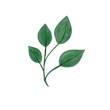 Suluboya tasarım elementleri yeşil yaprakların toplanması, yeşillik sanat yaprakları doğal bitkiler suluboya tarzında. Dekoratif güzellik tasarımı için zarif bir illüstrasyon